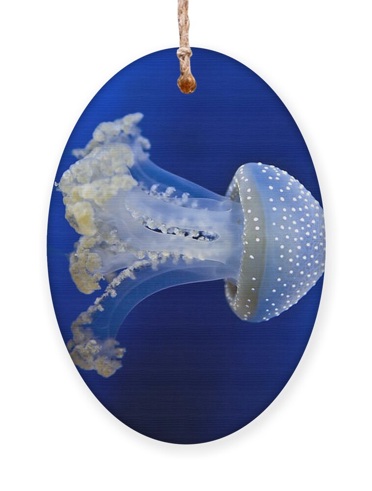 Dotted Barrel Jellyfish Ornament featuring the photograph Jellyfish #2 by Joana Kruse