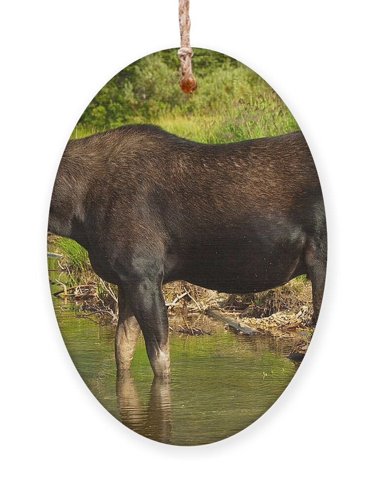 Bull Moose Ornament featuring the photograph Moose #2 by Sebastian Musial