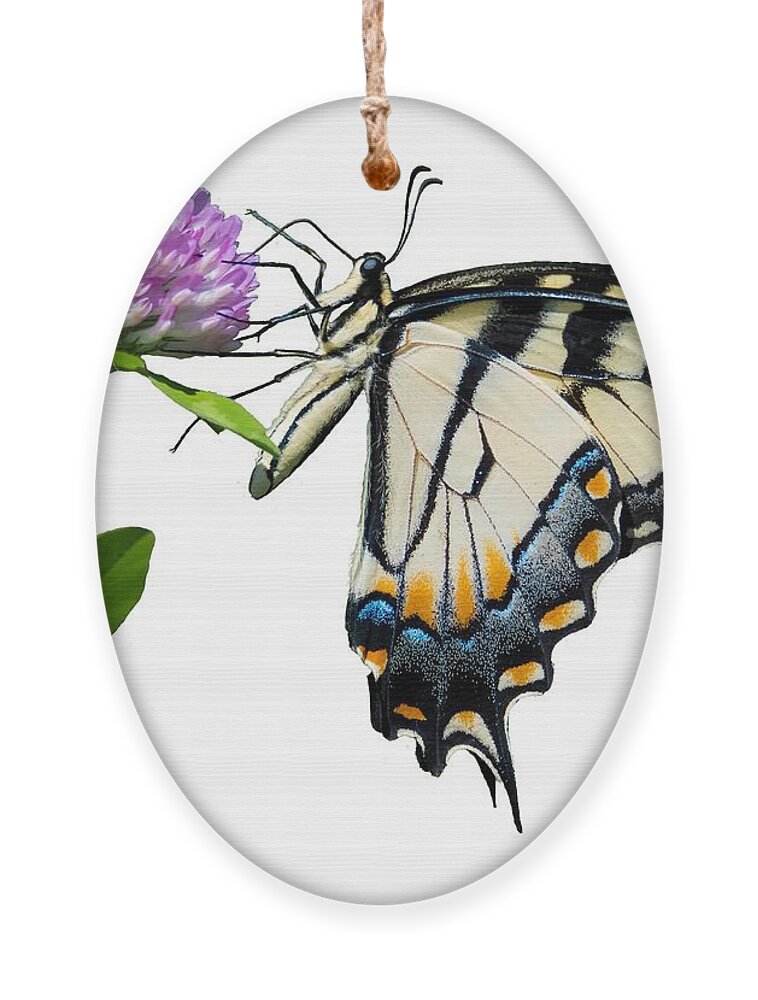 Tiger Swallowtail Butterfly Ornament featuring the photograph Tiger Swallowtail Butterfly by Holden The Moment