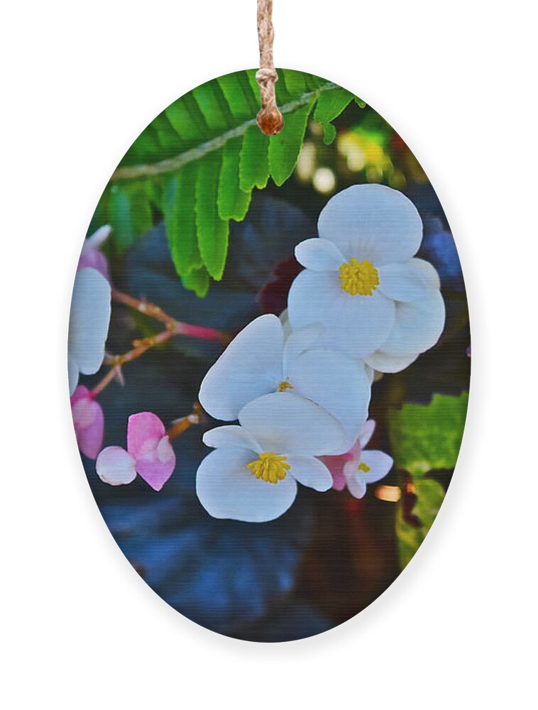 Begonias Ornament featuring the photograph 2015 Early September at the Garden Begonias by Janis Senungetuk