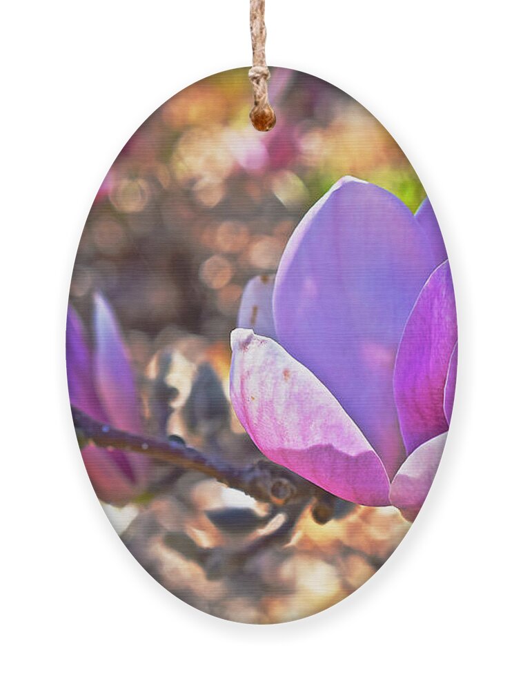 Magnolias Ornament featuring the photograph 2015 Early Spring Magnolia by Janis Senungetuk