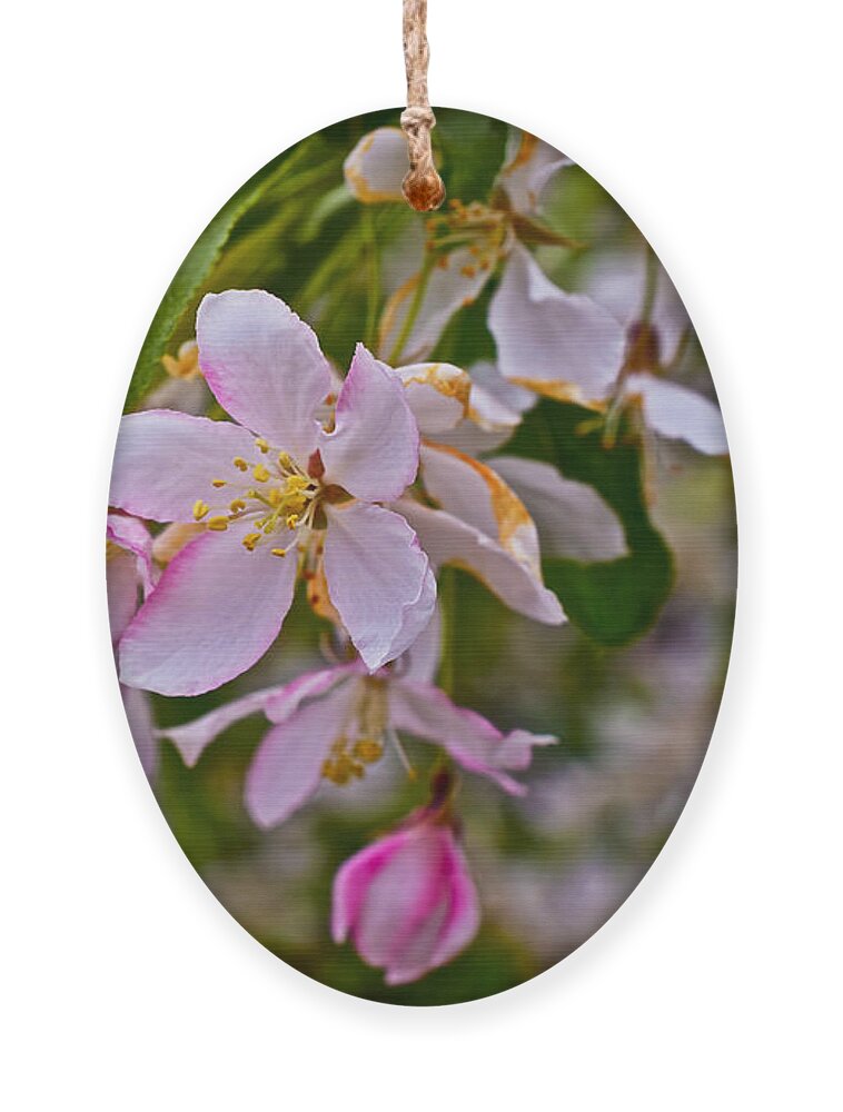 Crabapple Blossoms Ornament featuring the photograph 2015 Spring at the Gardens White Crabapple Blossoms 1 by Janis Senungetuk