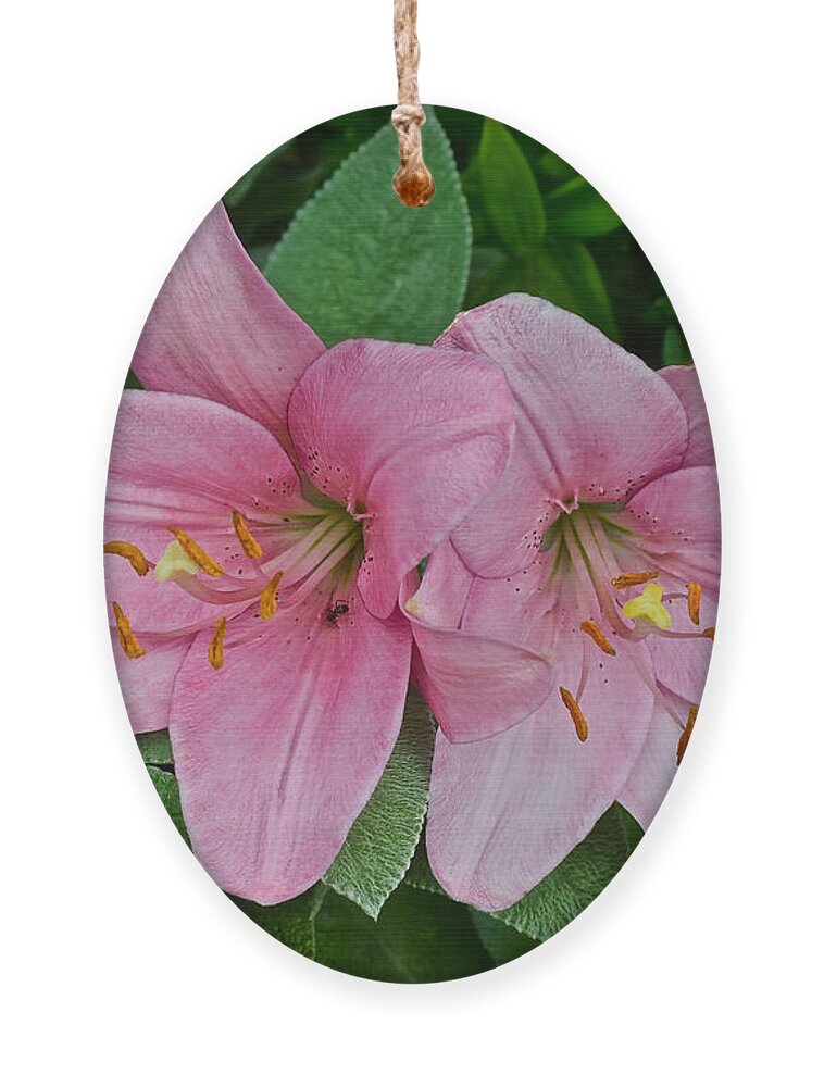 Asiatic Lilies Ornament featuring the photograph 2015 Summer at the Garden Pink Lilies 1 by Janis Senungetuk