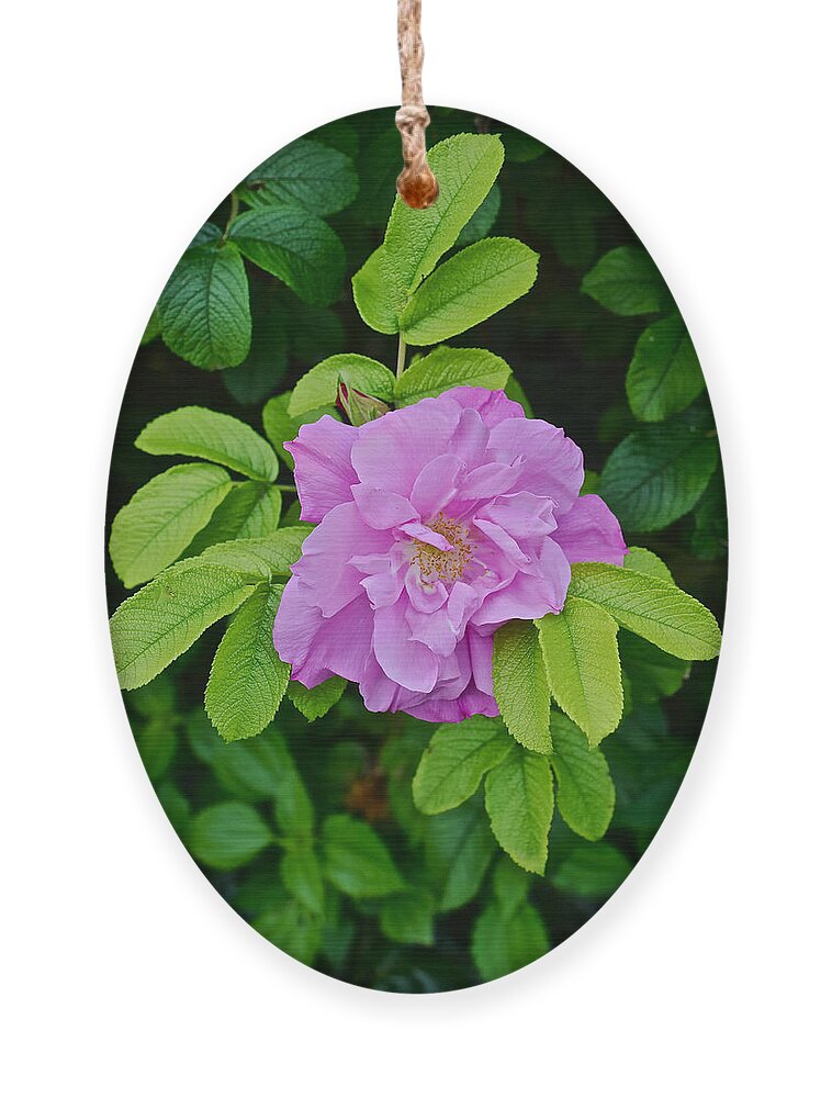 Roses Ornament featuring the photograph 2015 Summer at the Garden Vancouver Rose by Janis Senungetuk