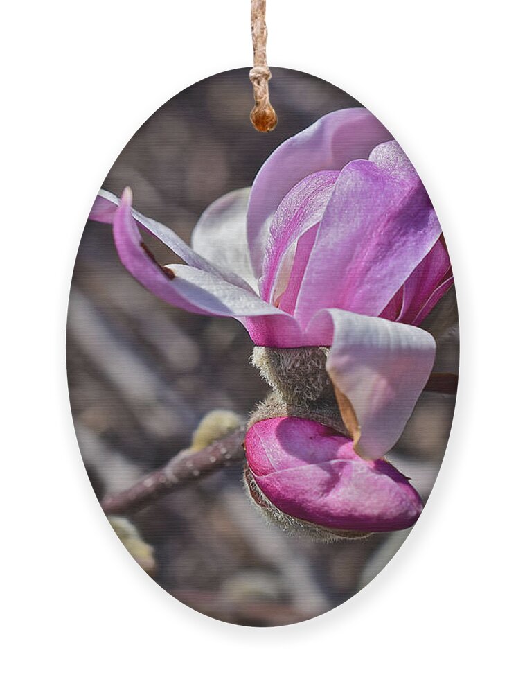 Magnolia Ornament featuring the photograph 2016 Early Spring Loebner Magnolia 2 by Janis Senungetuk