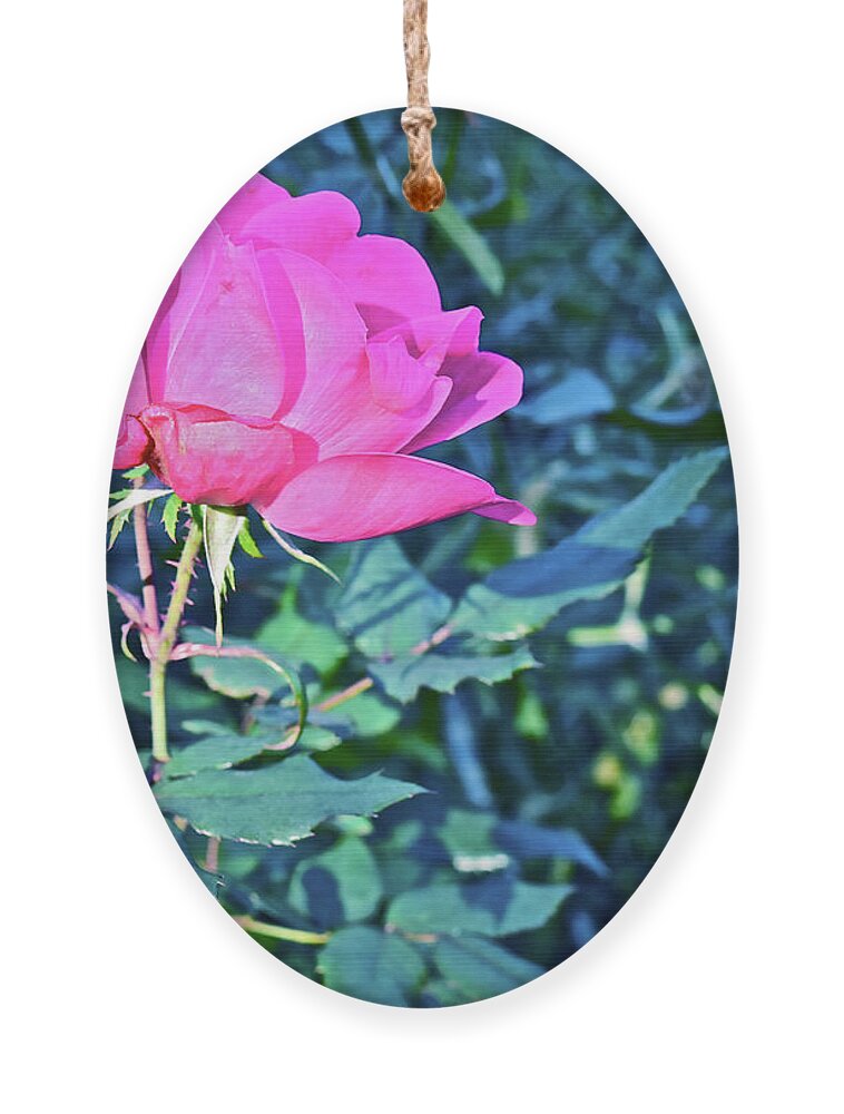 Rose Ornament featuring the photograph 2016 Late Blooming Rose 1 by Janis Senungetuk
