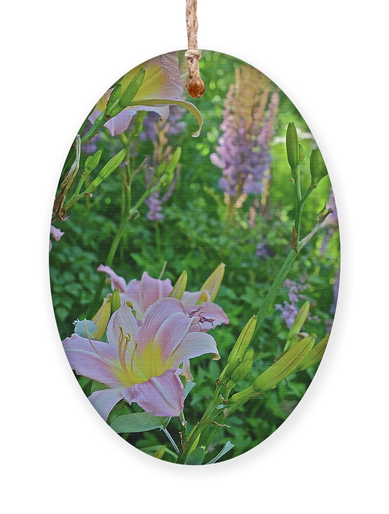 Daylilies Ornament featuring the photograph 2017 Early July at the Gardens Sunken Garden Daylilies 2 by Janis Senungetuk