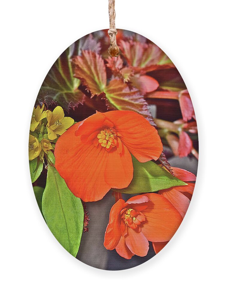 Begonias Ornament featuring the photograph 2017 Mid June at the Gardens Container Plants by Janis Senungetuk