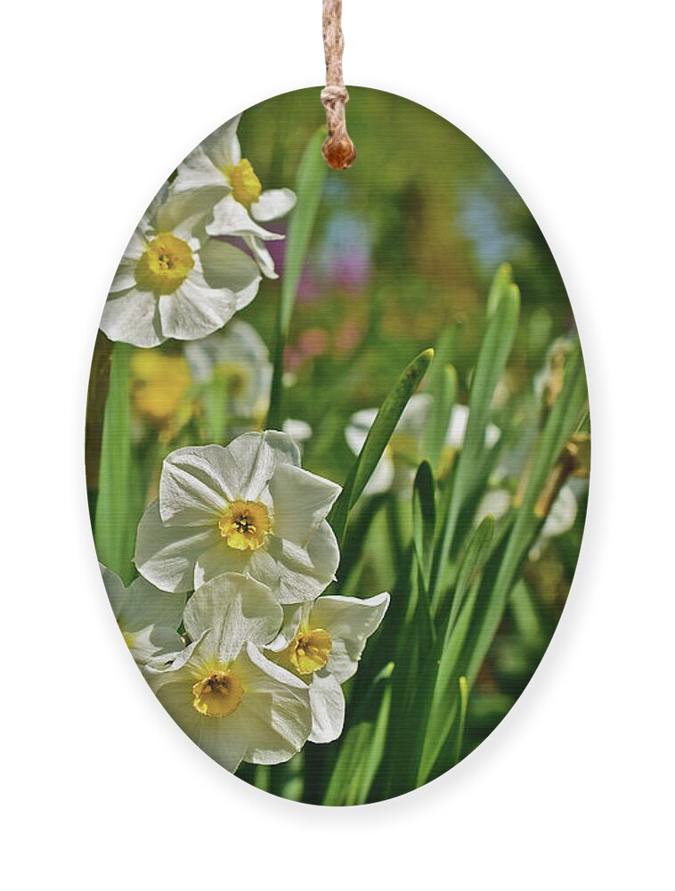 Daffodils Ornament featuring the photograph 2017 Mid May at the Gardens Daffodils in the Herb Garden by Janis Senungetuk