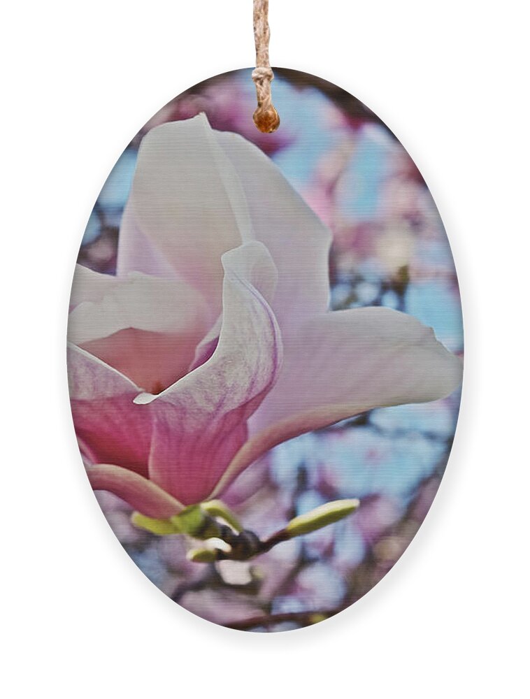 Magnolia Ornament featuring the photograph 2018 Vernon Magnolias 1 by Janis Senungetuk