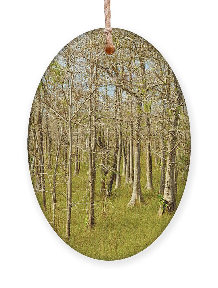 Big Cypress National Preserve Ornament featuring the photograph Florida Everglades by Raul Rodriguez