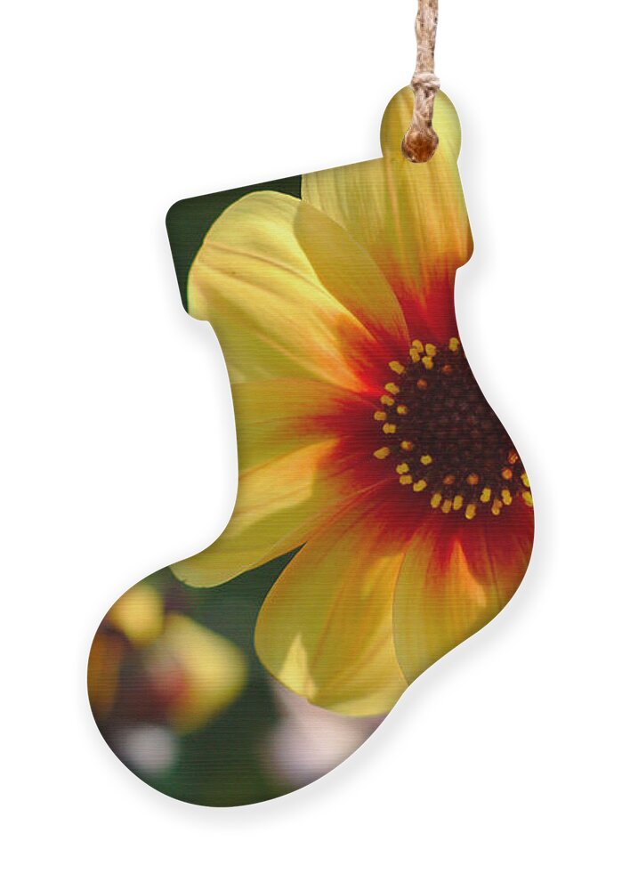 Flowers Ornament featuring the photograph Autumn Flowers by Jeremy Hayden