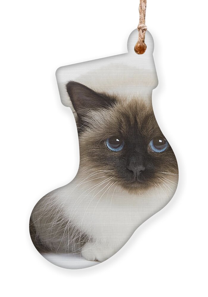 Cat Ornament featuring the photograph Birman Cat #3 by Jean-Michel Labat