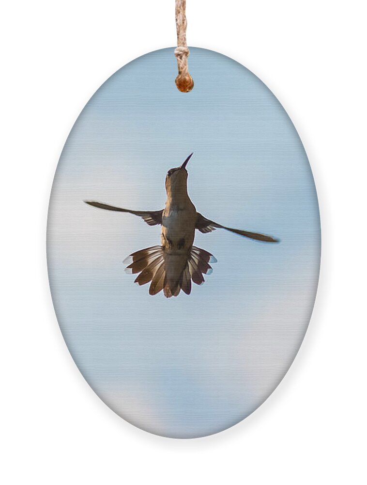 Hummingbird Ornament featuring the photograph Hummingbird by Holden The Moment