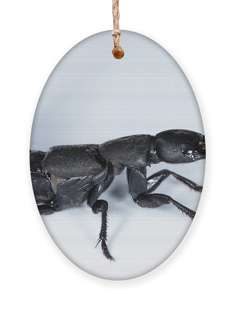 Devil's coach horse beetle on a white underground #4 Ornament by Stefan  Rotter - Pixels