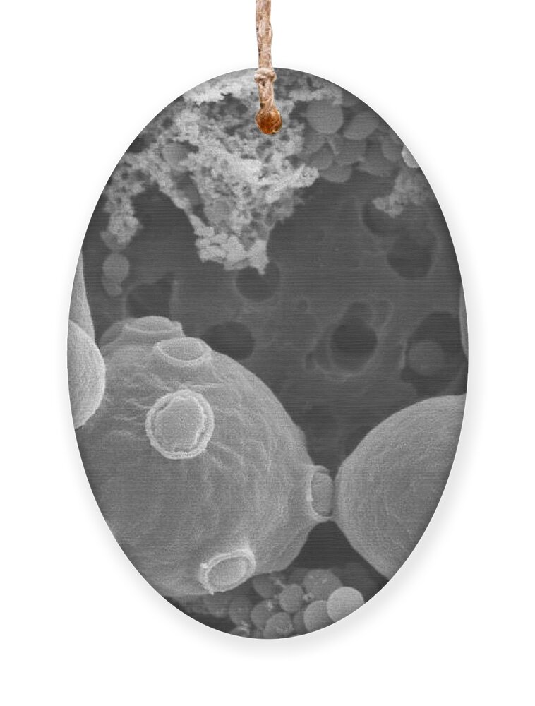 Saccharomyces Cerevisiae Ornament featuring the photograph Saccharomyces Cerevisiae #4 by Scimat