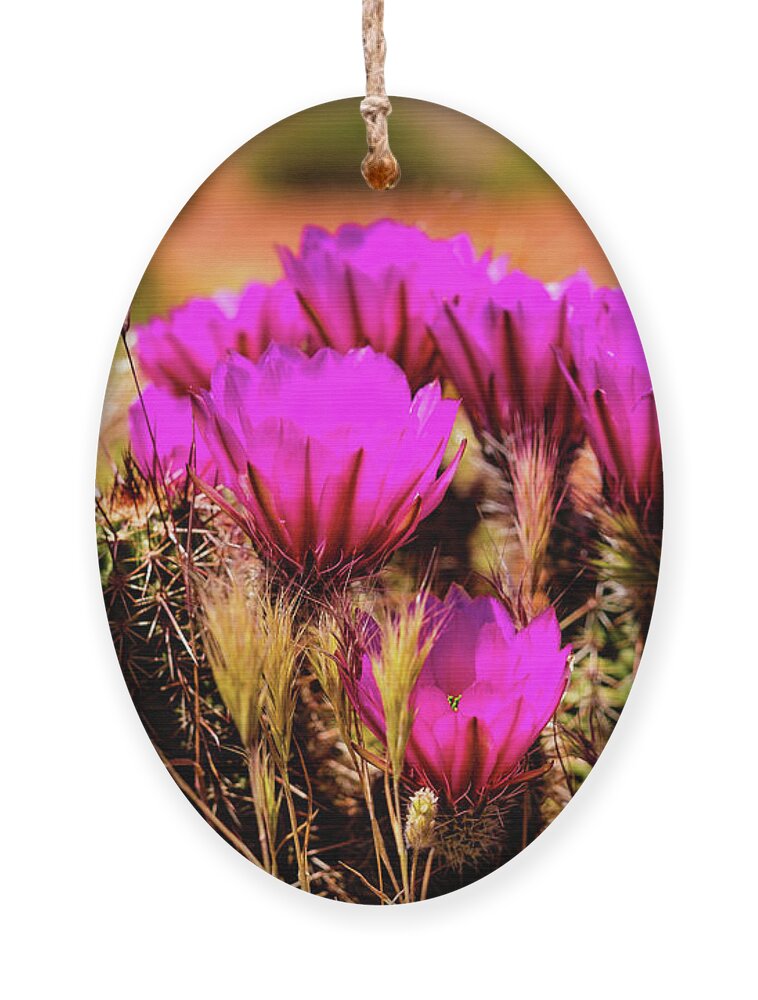 Arizona Ornament featuring the photograph Sedona Cactus Flower by Raul Rodriguez
