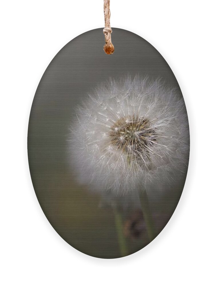 Flower Ornament featuring the photograph A Dandelion by Lora Lee Chapman
