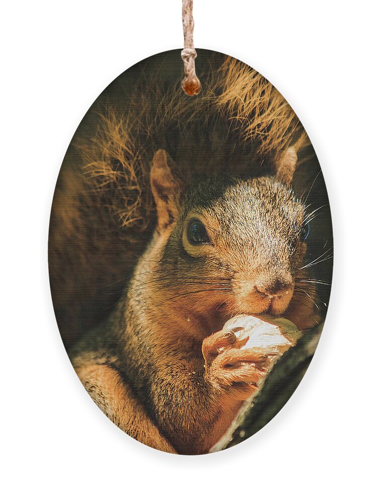 Illinois Ornament featuring the photograph A Squirrel and his Nut by Joni Eskridge