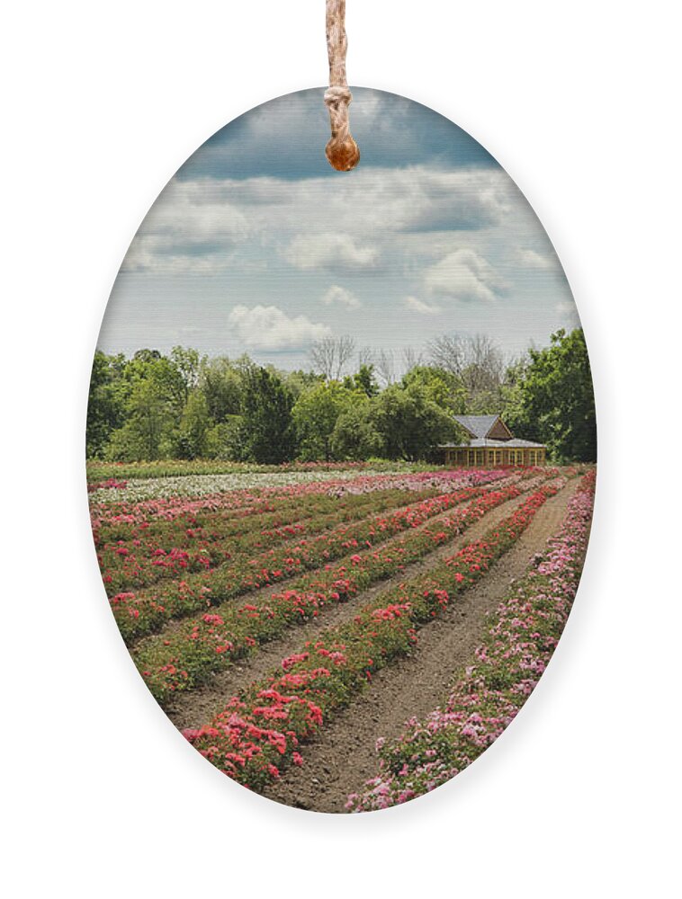 Third Street Louth Ornament featuring the photograph A Summer Dream of Roses by Marilyn Cornwell