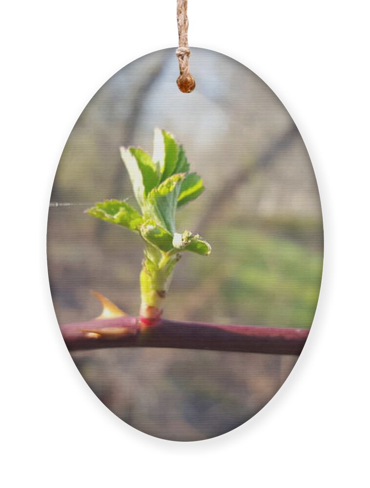 Plant Ornament featuring the photograph A Thread and a Thorn by Dani McEvoy