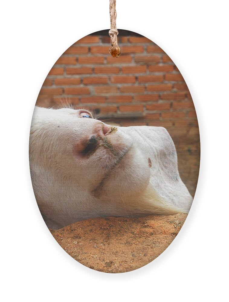 Smiling Goat Ornament featuring the digital art A Visit With A Smiling Goat by Pamela Smale Williams