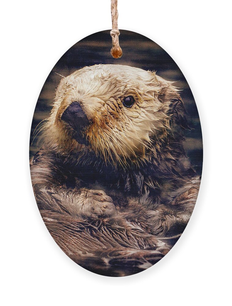 Jean Noren Ornament featuring the photograph Adorable Sea Otter by Jean Noren