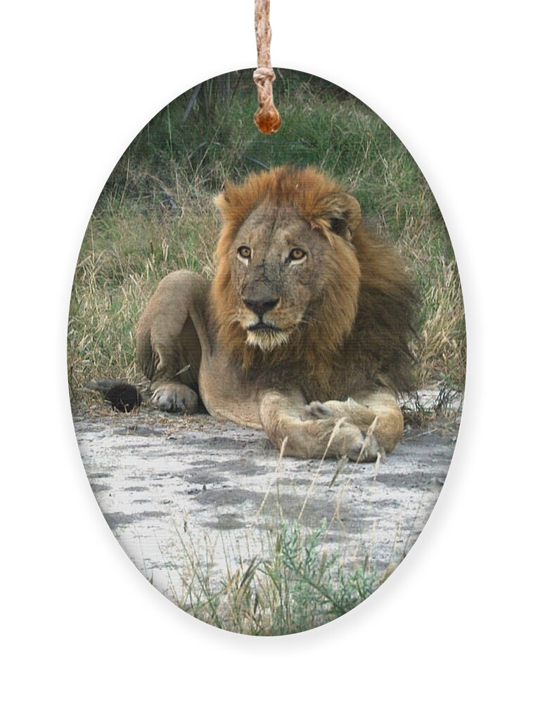 Karen Zuk Rosenblatt Art And Photography Ornament featuring the photograph African Lion by Karen Zuk Rosenblatt