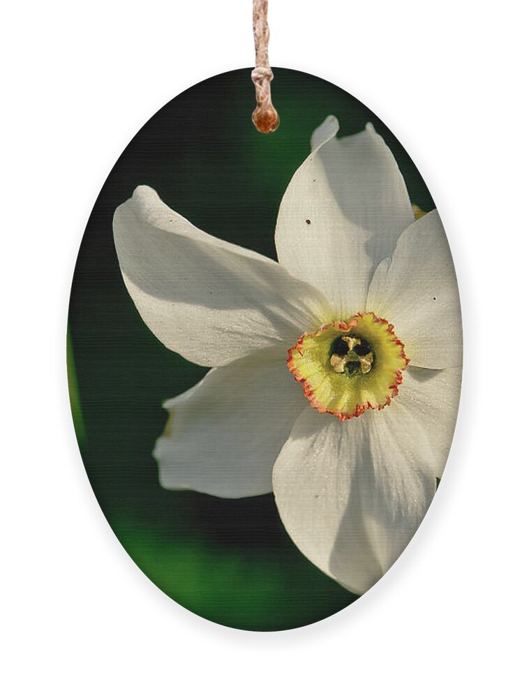 Forest Ornament featuring the photograph Afternoon of Narcissus Poeticus. by Elena Perelman