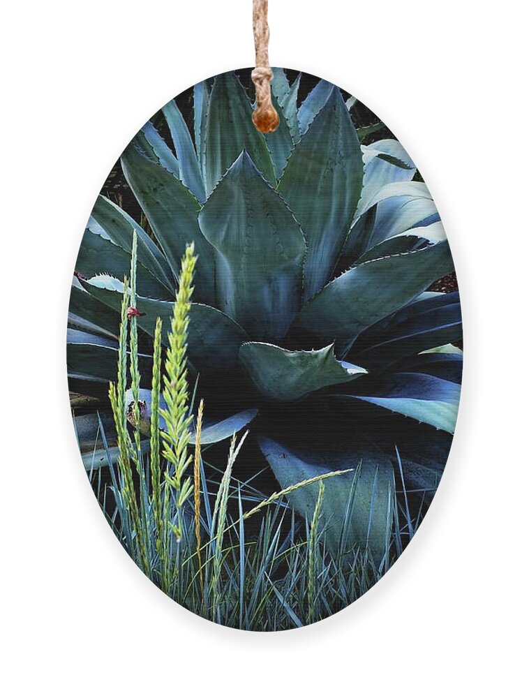  Maguey Plant Ornament featuring the photograph Agave Americana by Diana Mary Sharpton