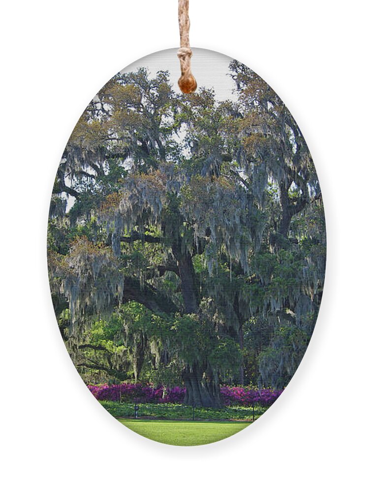 Live Oak Ornament featuring the photograph Airlie Oak In The Spring by Cynthia Guinn