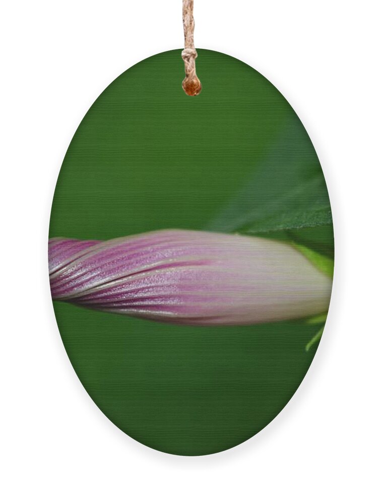 Morning Glory Ornament featuring the photograph All Wound Up by Dani McEvoy