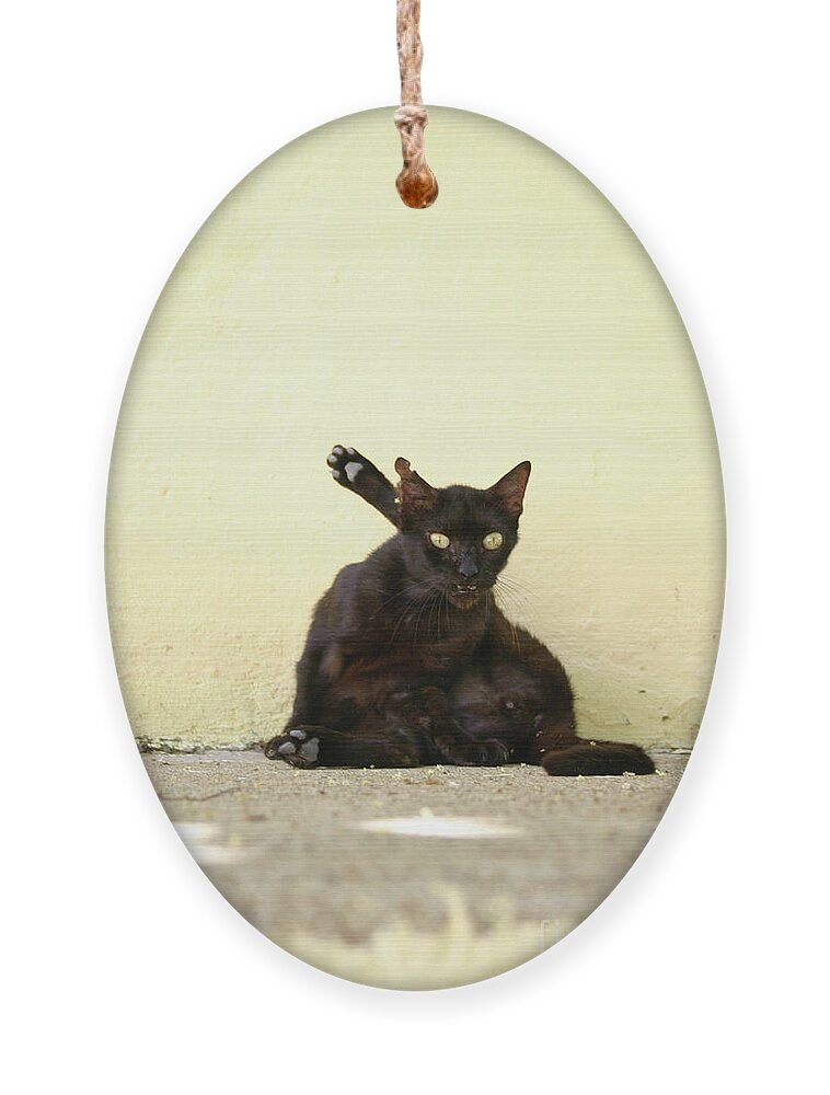 Cat Ornament featuring the photograph Alley Cat by Becqi Sherman