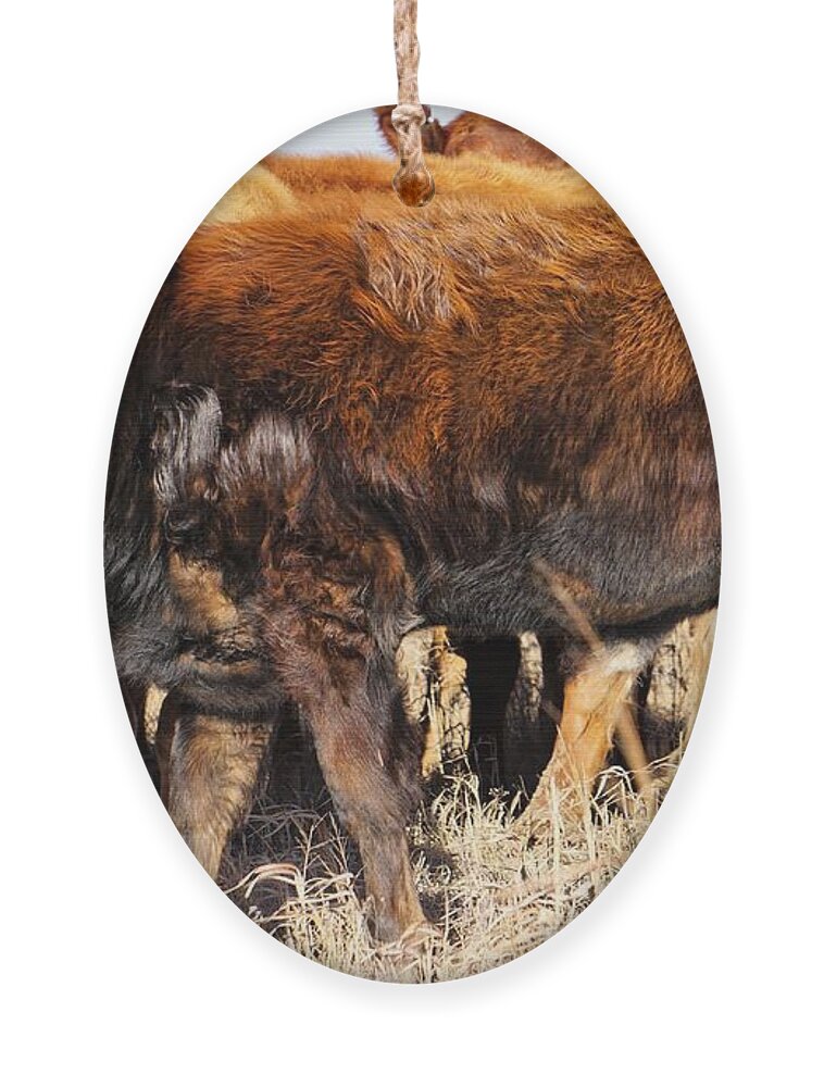 Calf Ornament featuring the photograph Almost as Tall by Merle Grenz