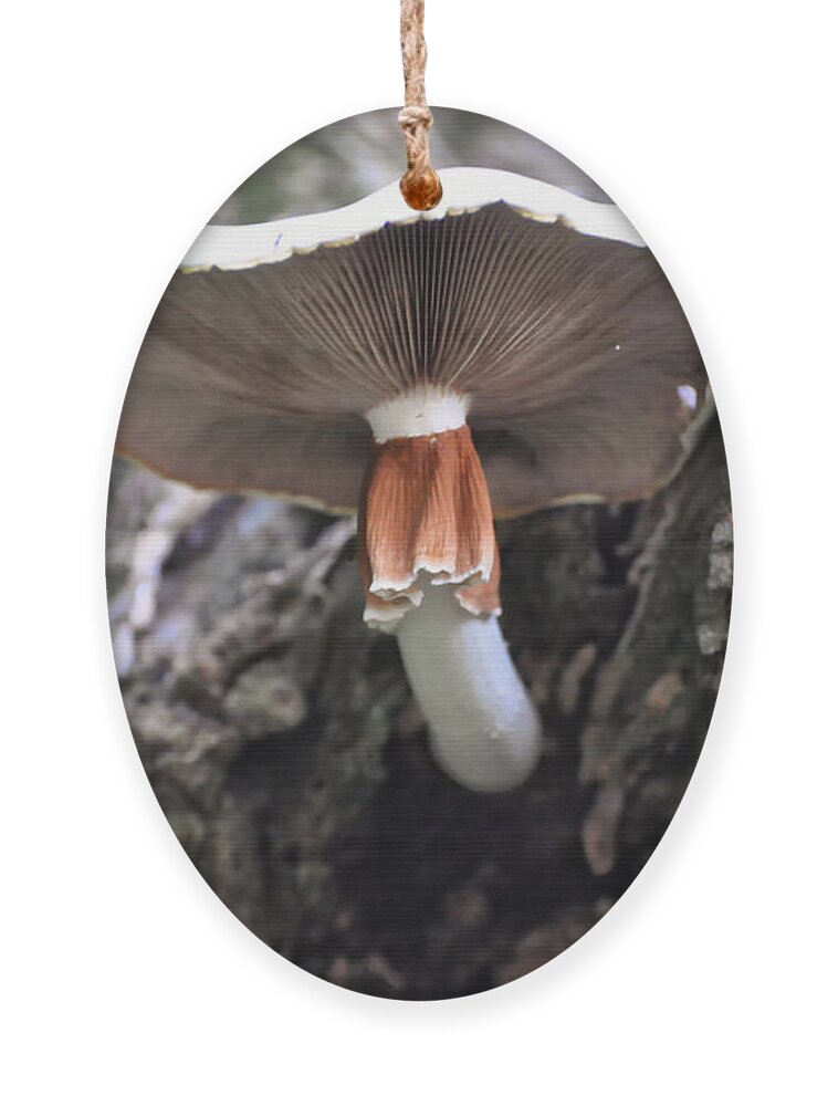 White Mushroom Ornament featuring the photograph Amanita by Flees Photos