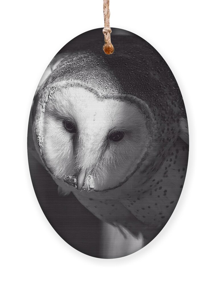 Barn Owl Ornament featuring the photograph American Barn Owl Monochrome by Flees Photos