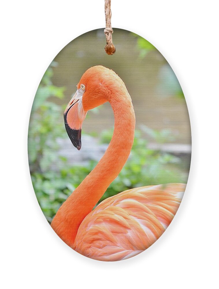 American Flamingo Ornament featuring the photograph American Flamingo by Kim Bemis