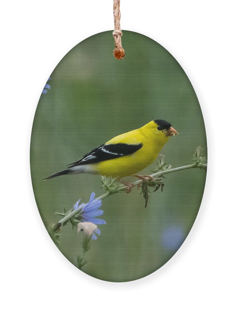 American Goldfinch Ornament featuring the photograph American Goldfinch   by Holden The Moment