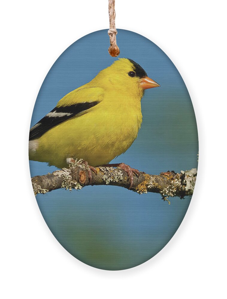American Goldfinch Ornament featuring the photograph American Goldfinch Perched in a Tree by Jeff Goulden