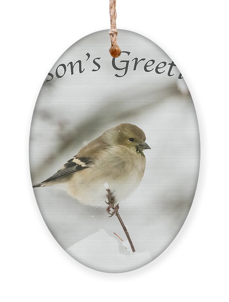 American Goldfinch Ornament featuring the photograph American Goldfinch - Season's Greetings by Holden The Moment