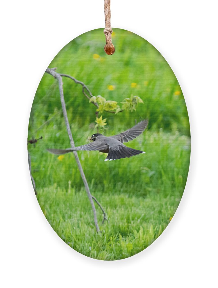 American Robin Ornament featuring the photograph American Robin in Flight by Holden The Moment