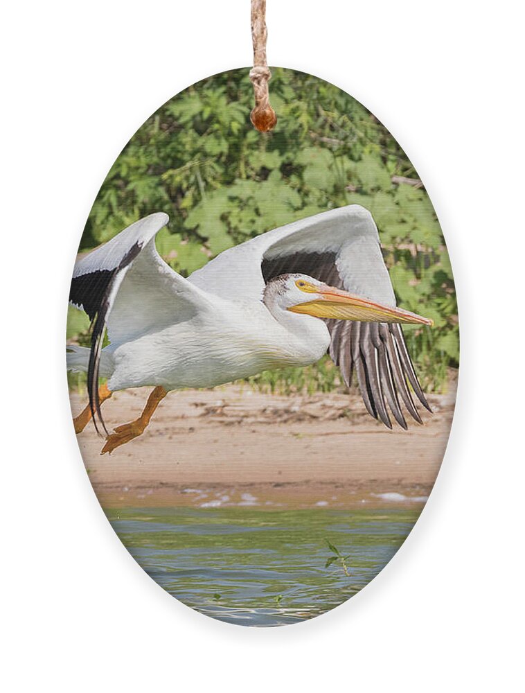 Pelican Ornament featuring the photograph American White Pelican Takes Flight by Tony Hake