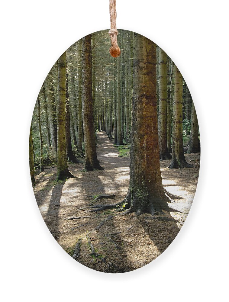 Beecraigs Ornament featuring the photograph Among forest trunks by Elena Perelman