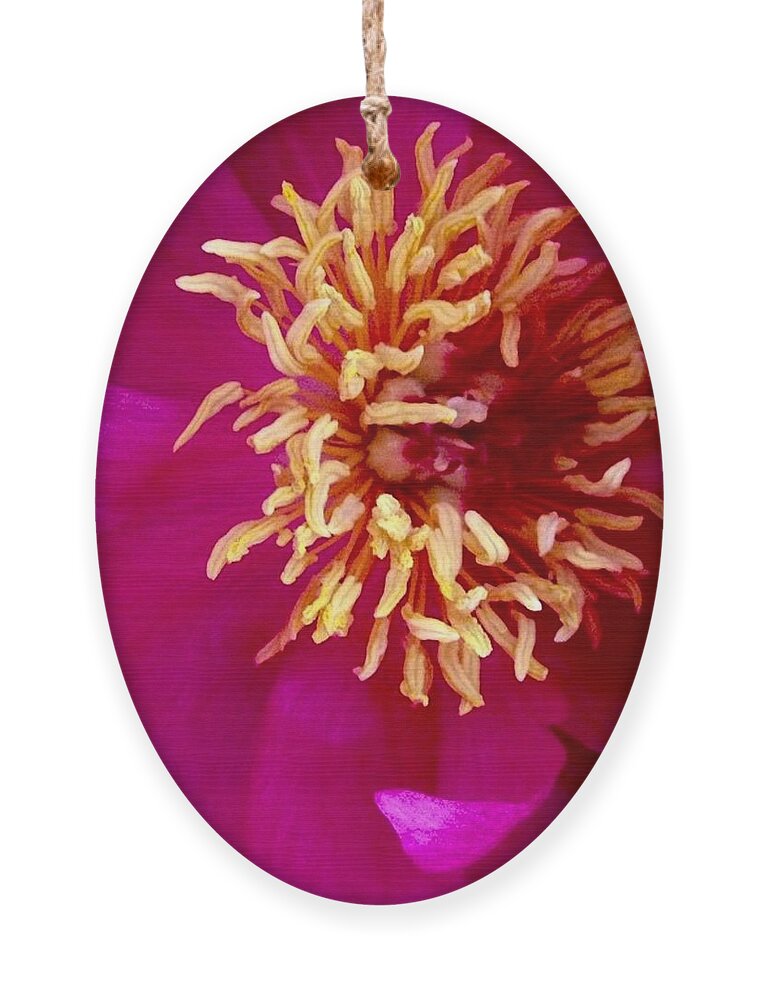 Beauty Ornament featuring the photograph Anemone by Denise Railey