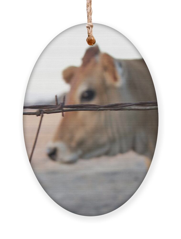 Farm Ornament featuring the photograph Any cow by Lora Lee Chapman
