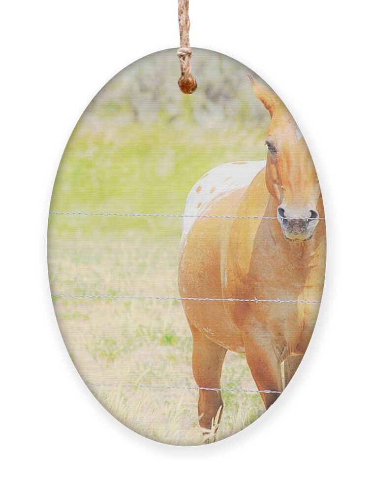 Horse Ornament featuring the photograph Appaloosa by Merle Grenz