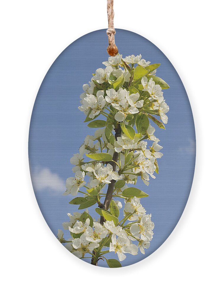 Apple Blossom Ornament featuring the photograph Apple blossom in spring by Matthias Hauser