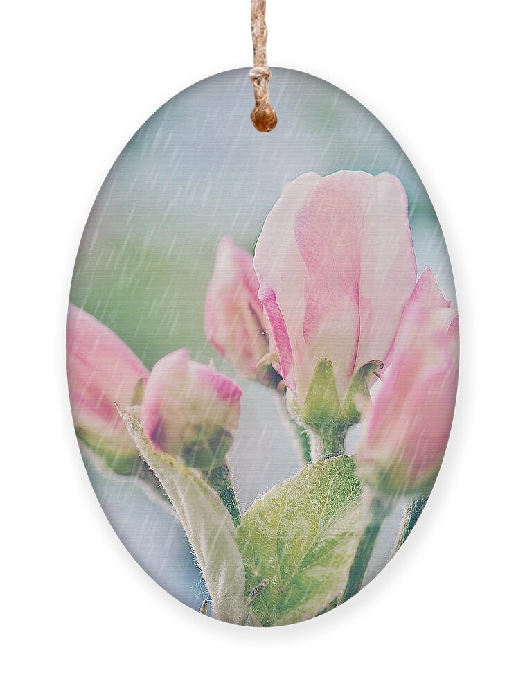 Apple Blossoms In The Rain Print Ornament featuring the photograph Apple Blossoms in the Rain 12x12 Crop Print by Gwen Gibson