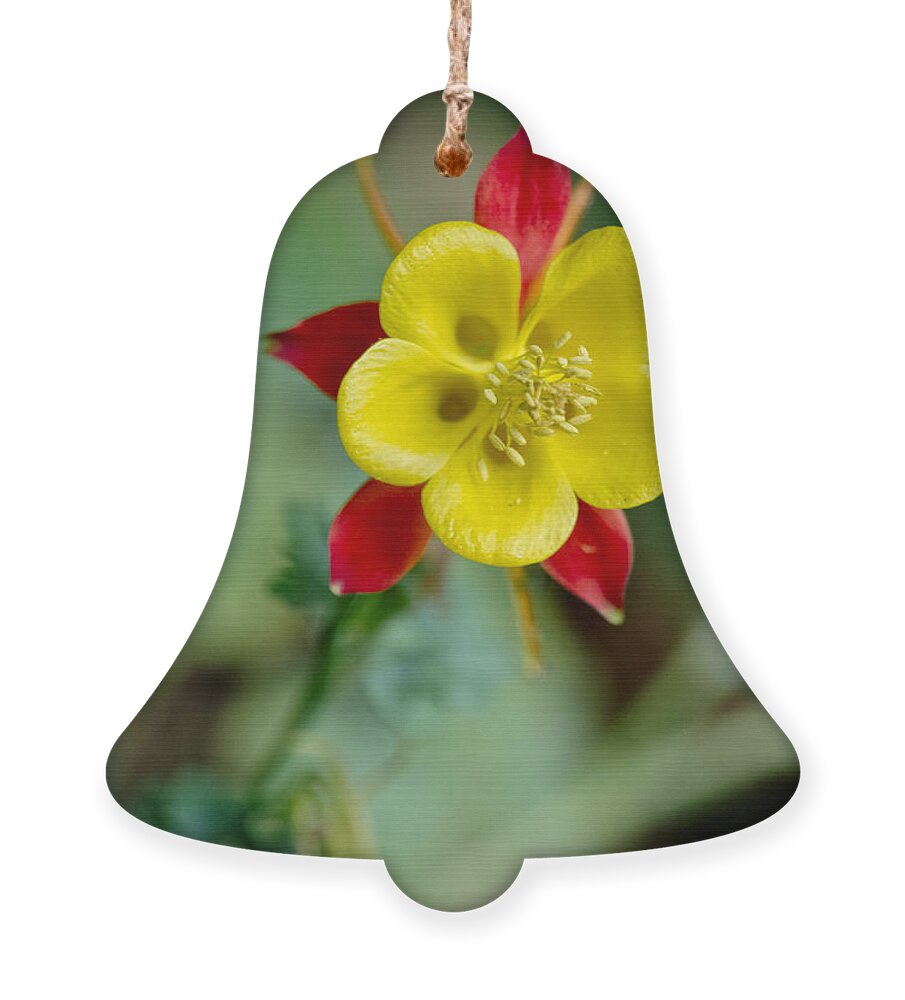 Flowers Ornament featuring the photograph Aquilegia by Elena Perelman