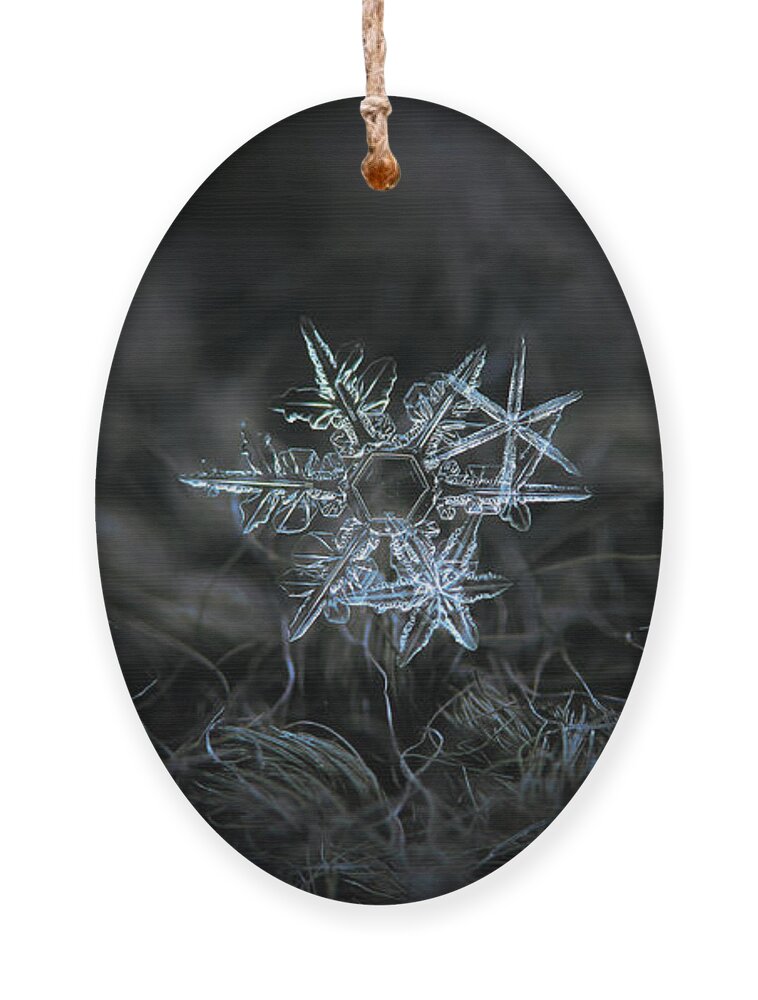 Snowflake Ornament featuring the photograph Snowflake of 19 March 2013 by Alexey Kljatov